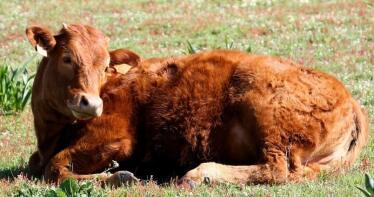 Las cotizaciones del vacuno suben «ligeramente» en la Lonja de Binéfar