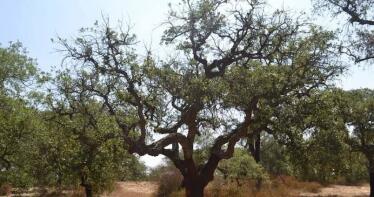 La Junta reitera su petición de autorización excepcional al Gobierno para combatir la oruga peluda