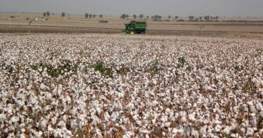 El aforo de la Junta prevé un 17,2% más de algodón, más ‘optimista’ que el sector