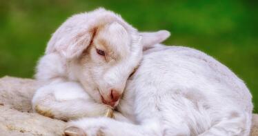 Continúa la tendencia al alza del cabrito en la Lonja de Albacete