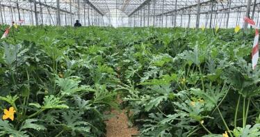 Sevilla logra que el calabacín de Almería sea más productivo