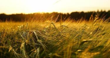 La cebada y los triticales suben su precio en la Lonja de Sevilla