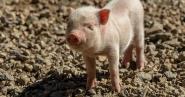 Continúa bajando el precio del lechón blanco en la Lonja de Araporc