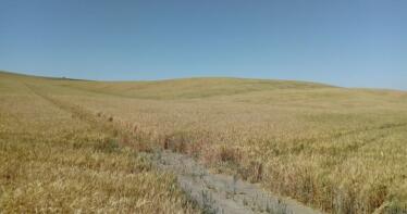 Lonja de Albacete: los cereales cotizan al alza en una semana con pocos movimientos del ovino