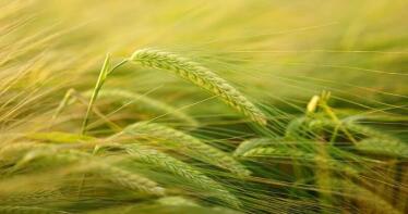 Bajada generalizada de las cotizaciones de los cereales en la Lonja de Albacete