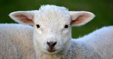 Los precios ni suben ni bajan en la Lonja de Salamanca