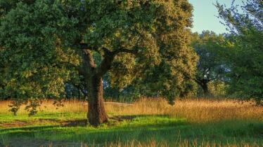 El cambio climático está alargando e intensificando la floración de encinas y alcornoques