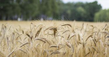 Lonja de Sevilla: el maíz y el sorgo protagonizan las subidas de la semana