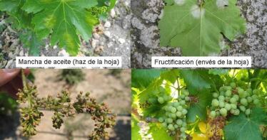 Alerta en el viñedo andaluz: las cooperativas vitivinícolas advierten de una vendimia en riesgo por el mildiu