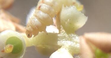 Momento clave para la polilla del olivo: así está afectando al olivar andaluz