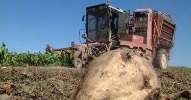 Frente común del sector remolachero contra el cierre de Azucarera en Jerez: «Aún hay tiempo de evitarlo»