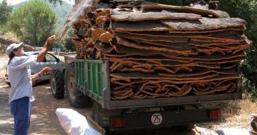 La campaña de corcho tendrá más producción pero precios ajustados