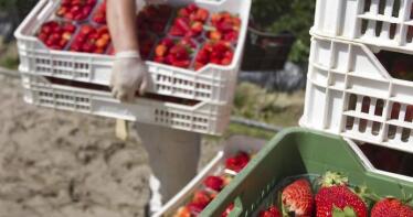 Los freseros de Huelva reclaman al Gobierno que se aumente el contingente de trabajadores extranjeros