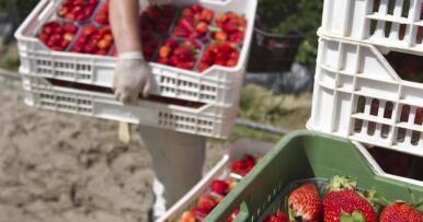 Abandono de cultivos y pérdidas, el «desastre» de la campaña fresera de Huelva