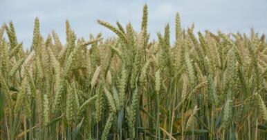 Precios del trigo (Actual e histórico – Observatorio y Lonja de Sevilla)