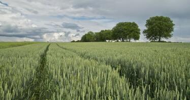 Lonja de Albacete: los precios de los cereales dan un giro a su tendencia y suben en la mayoría de categorías