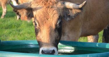 Continúan «las complicaciones y el pesimismo» en la Lonja de Binéfar