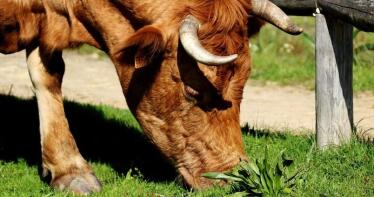 El ganado frisón protagoniza la única bajada de la semana en la Lonja de Binéfar