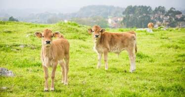 Disminuyen los sacrificios del ganado bovino y se mantienen los precios en la Lonja de Binéfar