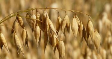 La avena y el triticale protagonizan las subidas en la Lonja de Sevilla