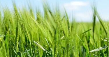 Los precios de los cereales se estabilizan en la Lonja de Sevilla