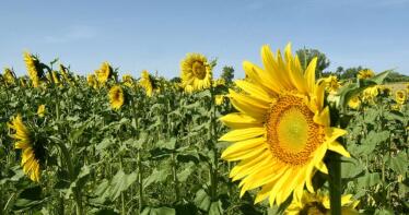 El girasol alto oleico gana terreno al convencional en el campo andaluz