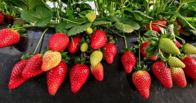 Un canal para hidroponía con sello de Huelva eleva el rendimiento por parcela y rebaja los costes de recolección