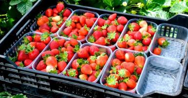 Acaba la campaña de fresa con un 9% menos de producción y mejores precios
