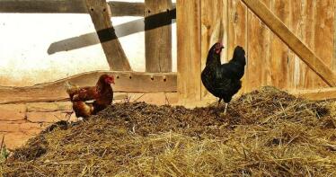 Selección genética para evitarle problemas en el esqueleto a las gallinas ponedoras