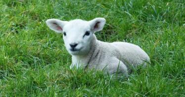 El lechazo baja su precio en la Lonja de Salamanca