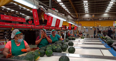 La sandía alcanza los precios más altos de la campaña en Almería