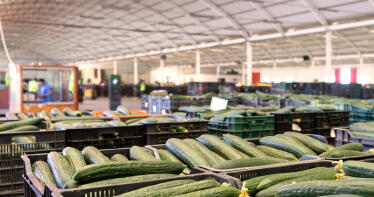 El sector hortícola de Almería y Granada toma una decisión: retirará del mercado el 30% de pepino