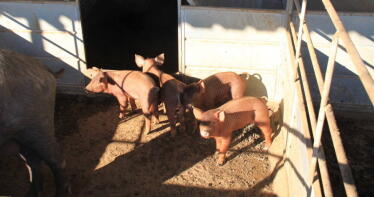 Los lechones ibéricos continúan en caída libre en la Lonja de Araporc