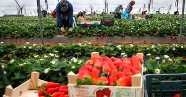 El sector de los frutos rojos de Huelva busca 500 trabajadores en Guatemala por la falta de mano de obra local