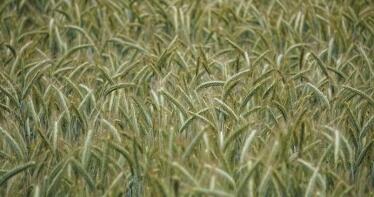 Baja el precio de los triticales en la Lonja de Albacete