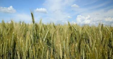 Aparecen los primeros focos de enfermedades en los cereales andaluces