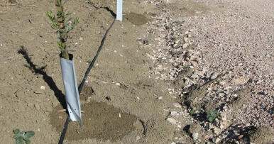 Feragua seguirá avanzando en el riego de olivar con aguas regeneradas