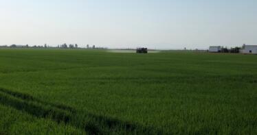 Más de 350 agricultores andaluces de arroz, tomate de industria y cereales recibirán 1,4 millones de euros