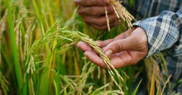 Estas son las medidas que Bruselas propone para proteger los productos agrarios ante Mercosur