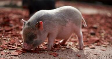 Ponga un cerdito en su casa