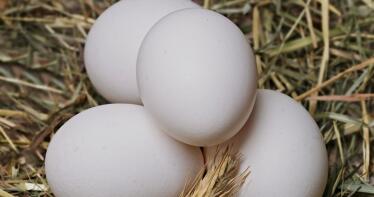 Se aprueba la nueva extensión de norma para el huevo y sus productos