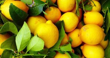 Se están dejando limones sin recoger por los bajos precios en origen