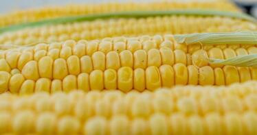 El maíz, el único cereal que sube su precio en la Lonja de Albacete