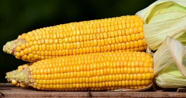 Cereales: el maíz, único registro a la baja en la Lonja de Sevilla