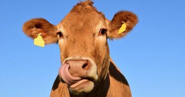 Vacuno: las hembras salvan la semana en la Lonja de Binéfar