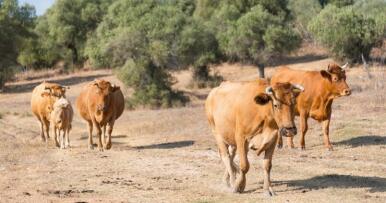 Así es Hepizovac, la primera vacuna contra la enfermedad hemorrágica epizoótica en el bovino