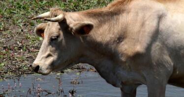 Disminuyen los sacrificios en la Lonja de Binéfar