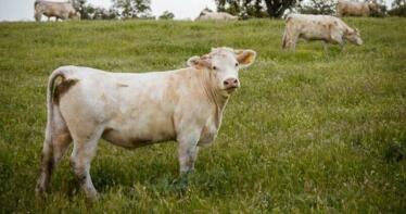 Comienza un «atípico» mes de septiembre para el vacuno en la Lonja de Binéfar