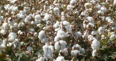 Los rendimientos en las parcelas más adelantadas de algodón han sido de 1.000 kg por hectárea