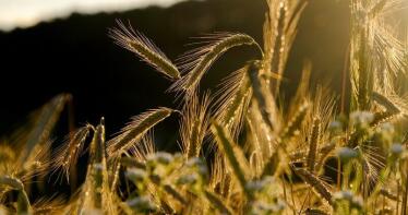 Se abarata el precio de la cebada y los triticales en la Lonja de Sevilla